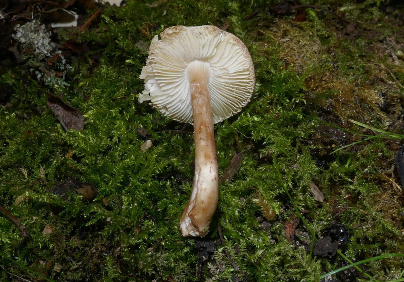 Photo © Jackie Ewan Lepiota subincarnata by Jackie Ewan